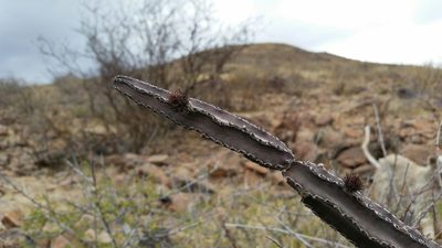 Peniocereus greggii, photographed by Alejandro Sigala Chávez