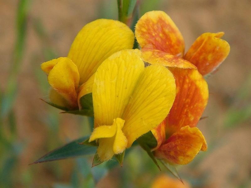 Aspalathus angustifolia, photographed by Klaus Wehrlin