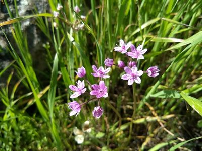 Allium hyalinum, photographed by Jonathan Vaughn