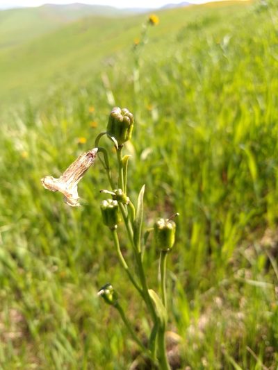 Fritillaria striata, photographed by Jonathan Vaughn