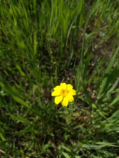 Pseudobahia peirsonii, photographed by Jonathan Vaughn