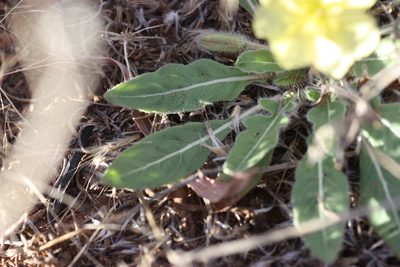 Oenothera primiveris, photographed by Andrew Meeds