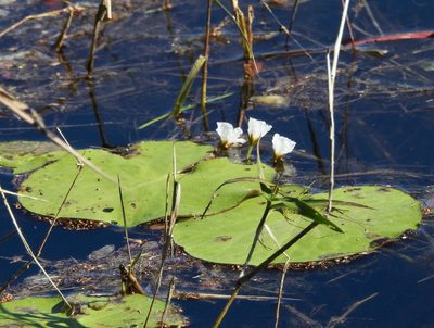 Nymphoides aquatica, photographed by Laura Gaudette