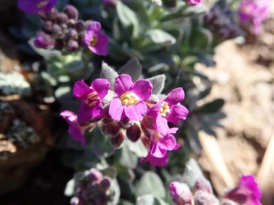 Boechera breweri, photographed by joergmlpts