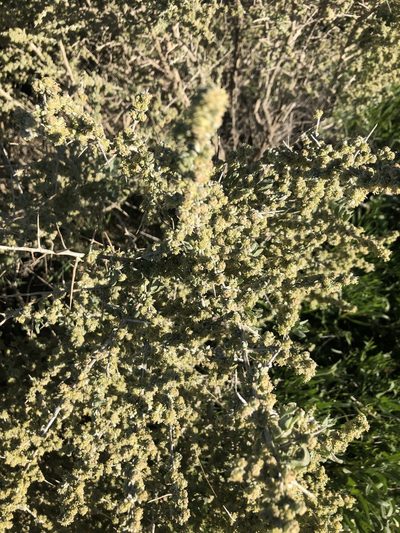 Atriplex spinifera, photographed by paulexcoff