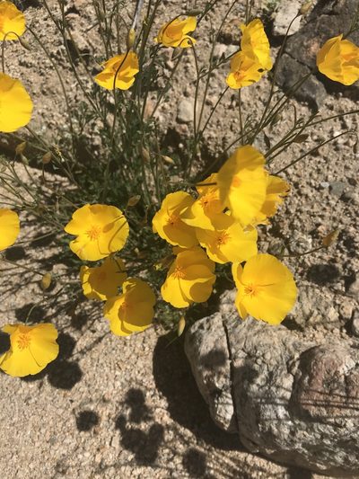 Eschscholzia androuxii, photographed by Carl Guyer
