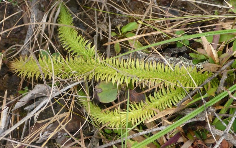 Lycopodiella prostrata, photographed by mfeaver
