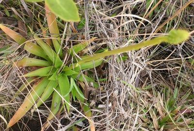 Aletris lutea, photographed by mfeaver