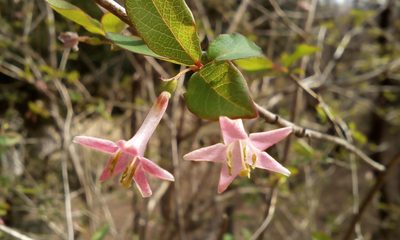 Lonicera gracilipes, photographed by Takashi KOIKE