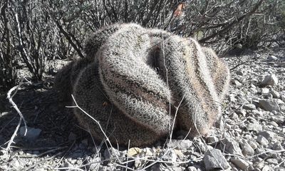 Mammillaria grusonii, photographed by Alejandro Sigala Chávez