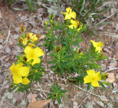 Hypericum microsepalum, photographed by mfeaver
