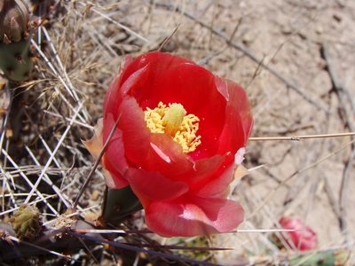 Opuntia pottsii, photographed by Alejandro Sigala Chávez