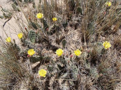 Opuntia arenaria, photographed by Alejandro Sigala Chávez