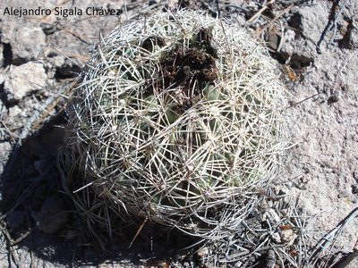 Coryphantha compacta, photographed by Alejandro Sigala Chávez