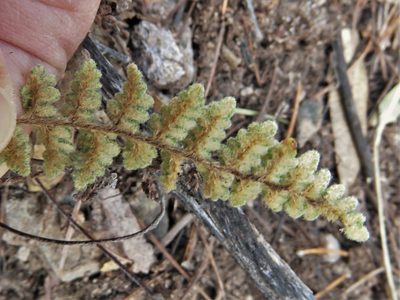 Myriopteris rufa, photographed by Annika Lindqvist