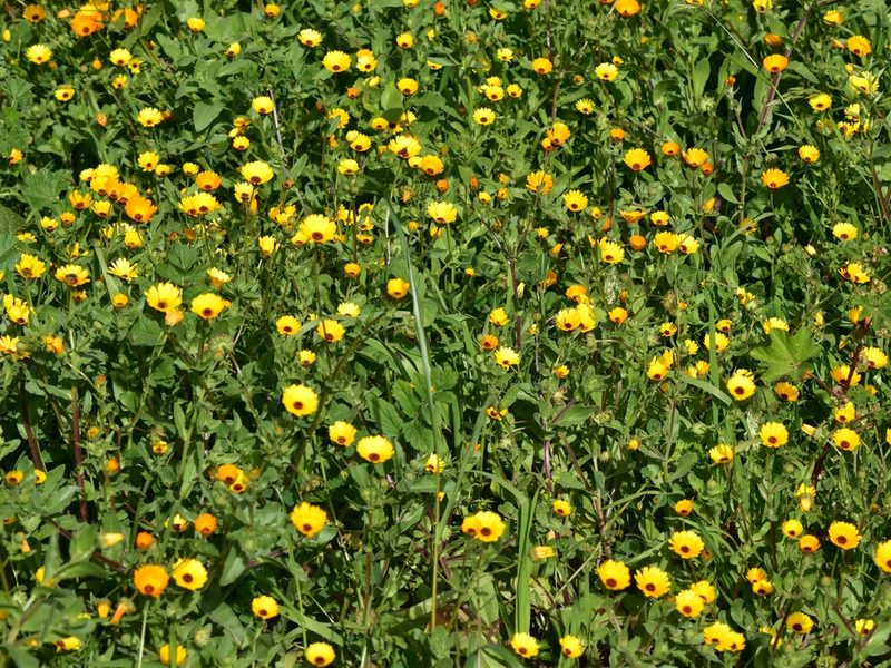 Calendula stellata, photographed by Nasser Halaweh