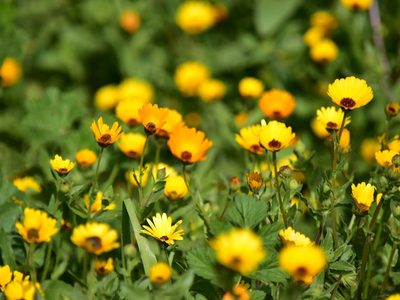Calendula stellata, photographed by Nasser Halaweh