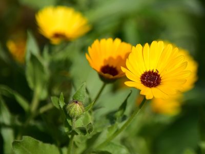 Calendula stellata, photographed by Nasser Halaweh