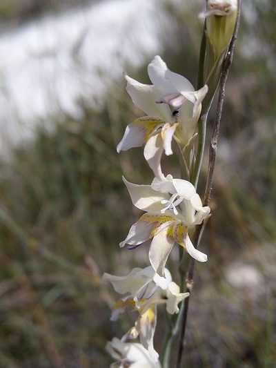 Gladiolus martleyi, photographed by Jacques van der Merwe