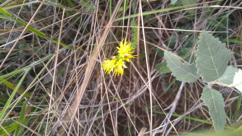 Cambessedesia espora, photographed by Leonardo Bergamini