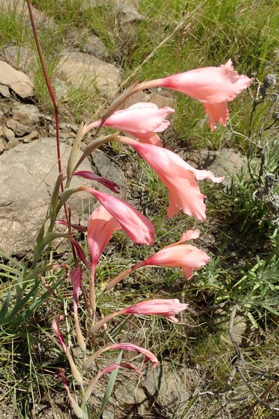 Gladiolus oppositiflorus, photographed by Peter Warren