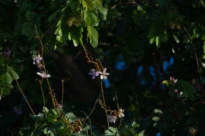 Baikiaea plurijuga, photographed by Robert Taylor