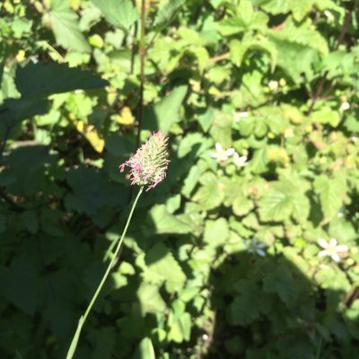 Phalaris californica, photographed by Alisa Kim