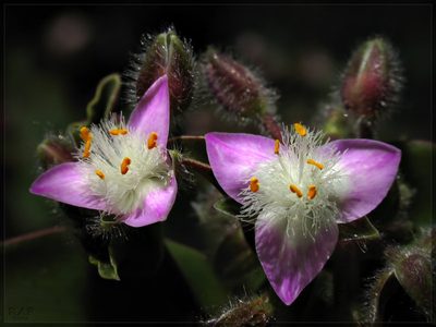 Tradescantia cerinthoides, photographed by RAP