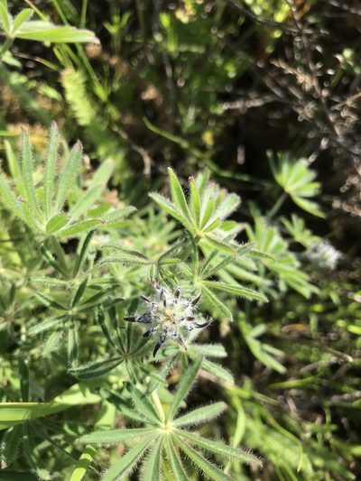 Lupinus guadalupensis, photographed by Sula Vanderplank