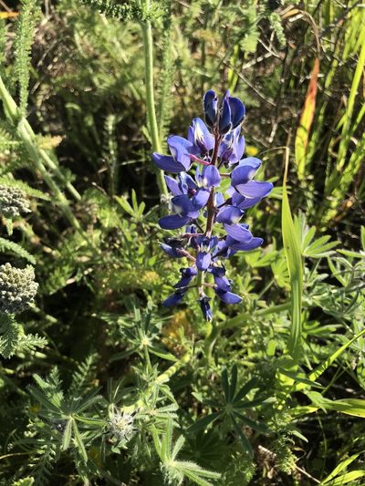 Lupinus guadalupensis, photographed by Sula Vanderplank