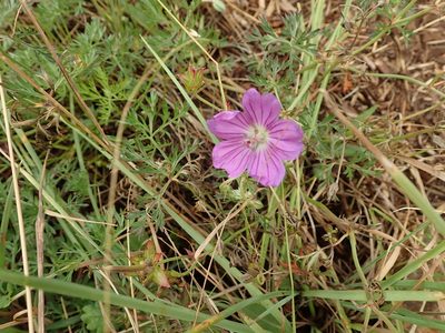 Geranium multisectum, photographed by Peter Warren