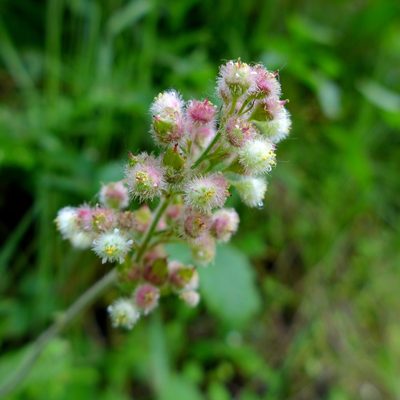 Heuchera pilosissima, photographed by John Hibbard