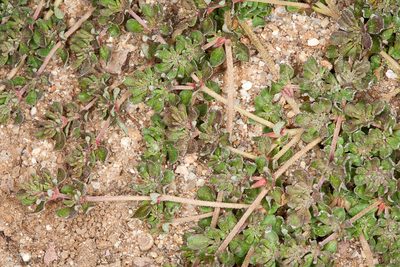 Frankenia pulverulenta, photographed by Drepanostoma