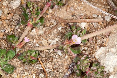 Frankenia pulverulenta, photographed by Drepanostoma