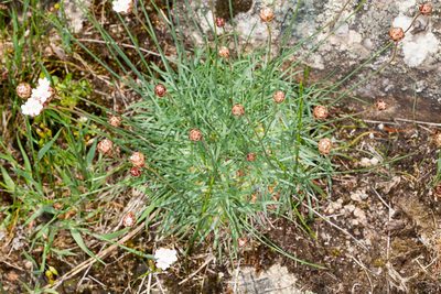 Armeria sardoa, photographed by Drepanostoma