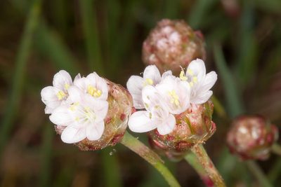 Armeria sardoa, photographed by Drepanostoma