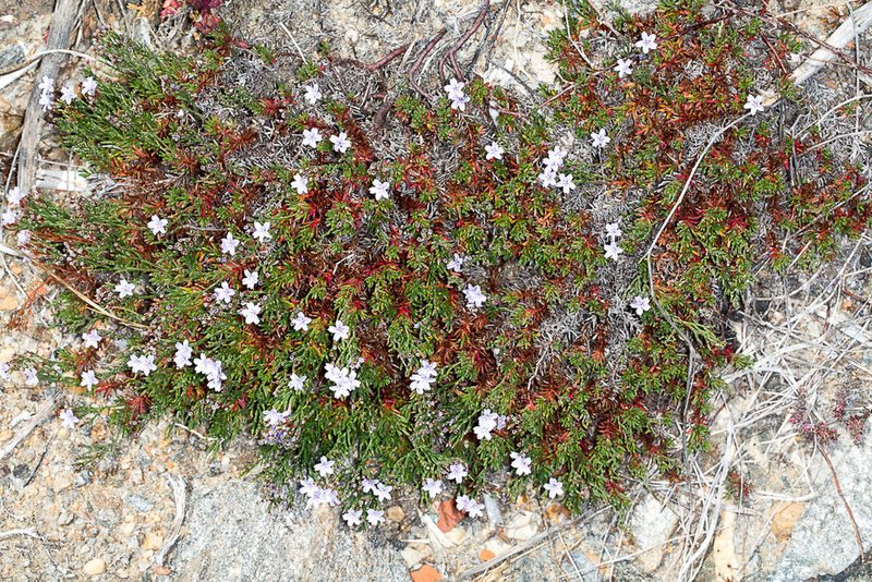 Limonium acutifolium, photographed by Drepanostoma