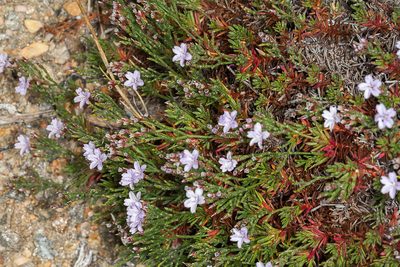 Limonium acutifolium, photographed by Drepanostoma