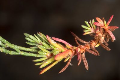 Limonium acutifolium, photographed by Drepanostoma