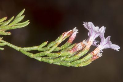 Limonium acutifolium, photographed by Drepanostoma