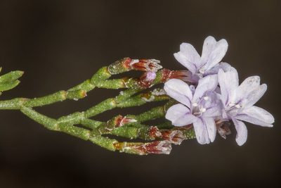 Limonium acutifolium, photographed by Drepanostoma