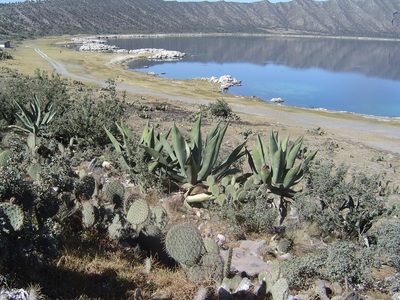 Opuntia perotensis, photographed by Tereso Hernández Morales