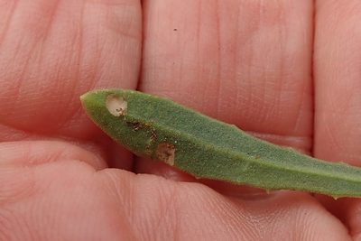 Dimorphotheca caulescens, photographed by Peter Warren