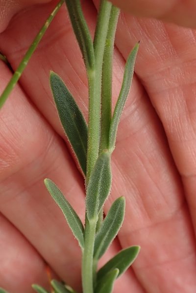 Dimorphotheca caulescens, photographed by Peter Warren