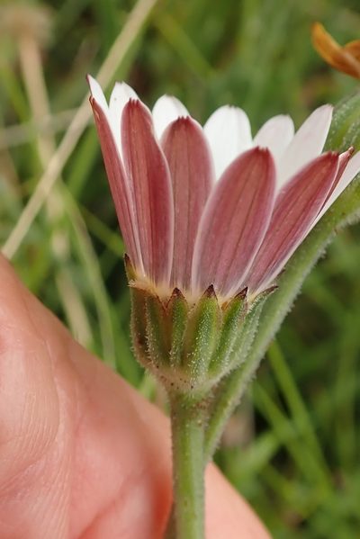 Dimorphotheca caulescens, photographed by Peter Warren