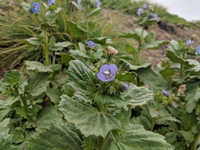 Phacelia viscida, photographed by Zack Abbey