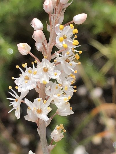 Bulbinella cauda-felis, photographed by Dave U