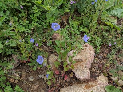 Phacelia viscida, photographed by Zack Abbey