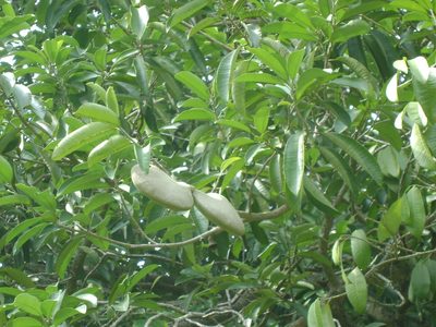 Aspidosperma megalocarpon, photographed by Tereso Hernández Morales