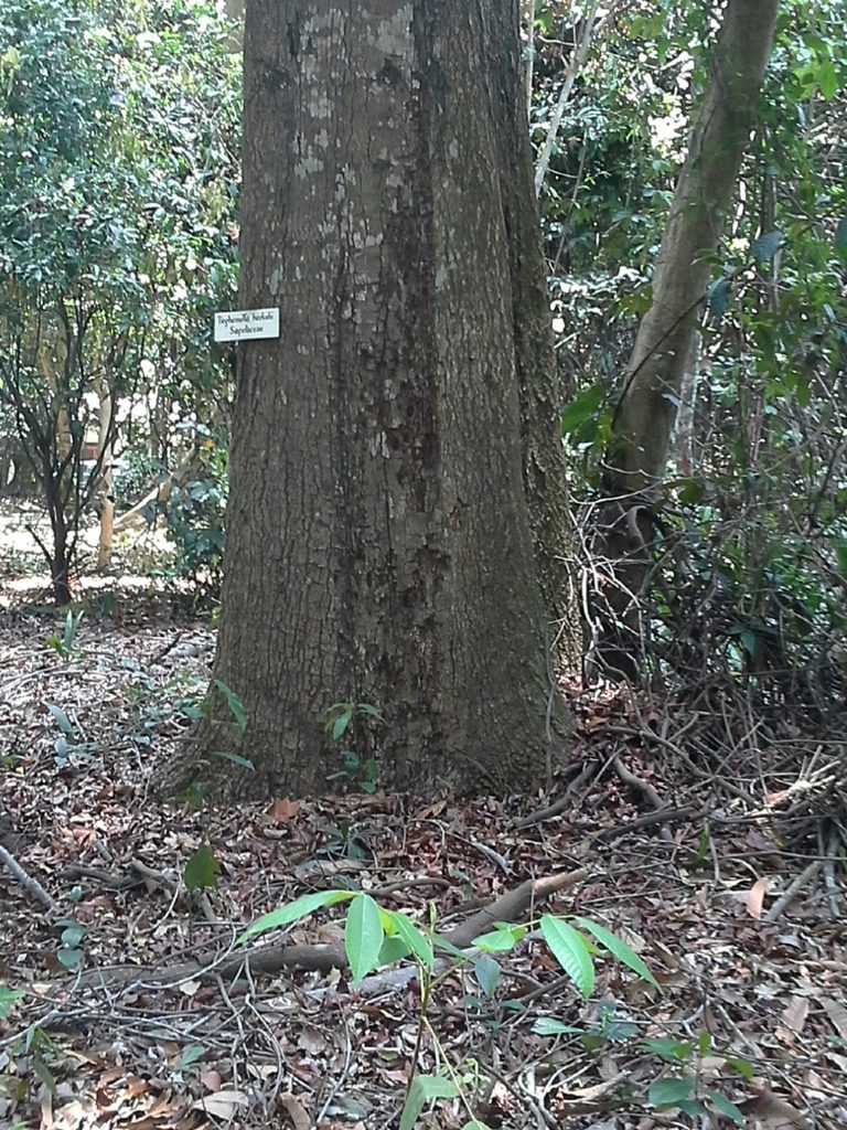 Tieghemella heckelii, photographed by ehoumanevans